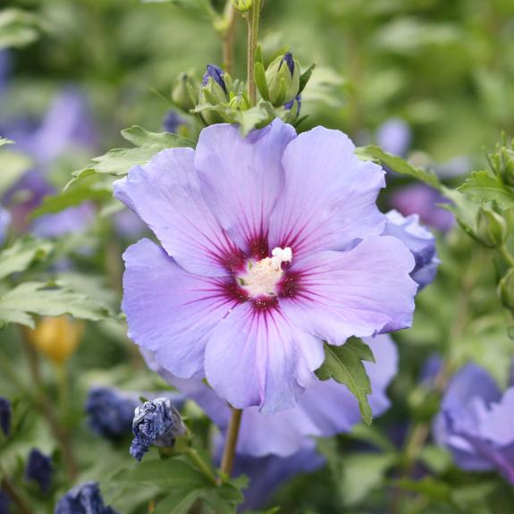 Buy Hibiscus Plants Melbourne Mature Hibiscus For Sale